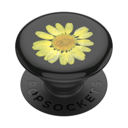 Pressed Flower Yellow Daisy