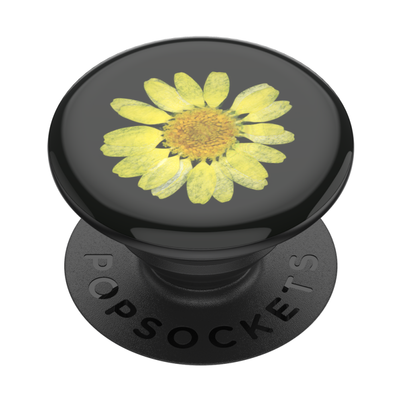 Pressed Flower Yellow Daisy