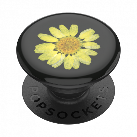 Pressed Flower Yellow Daisy
