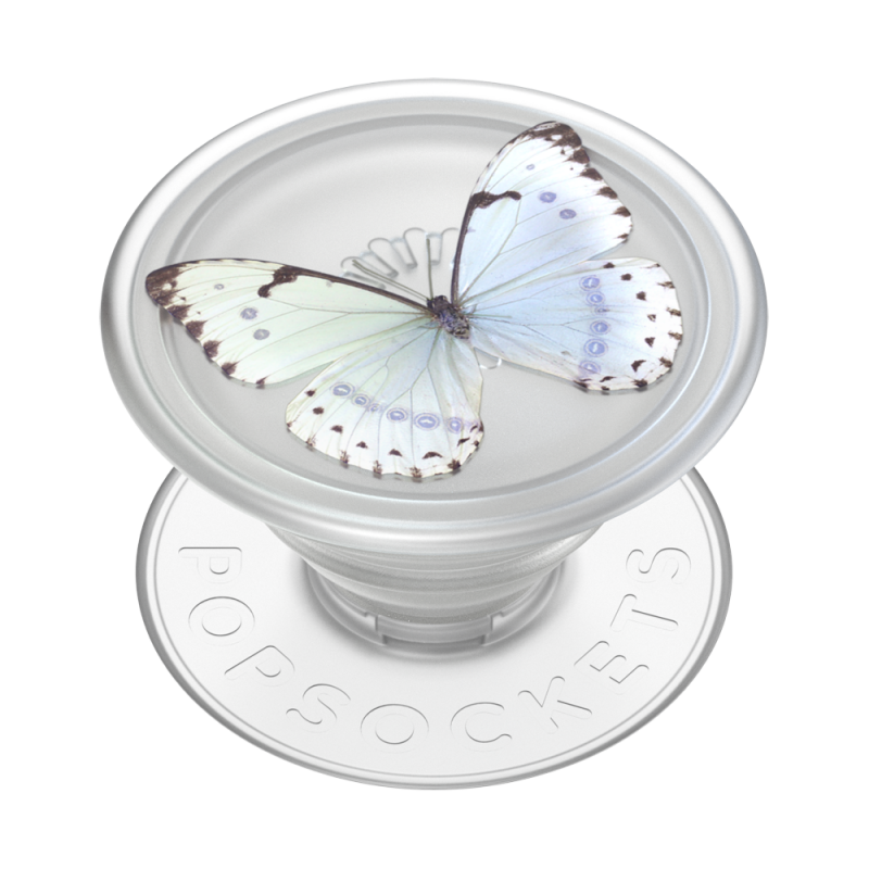 Translucent Whisper Moth