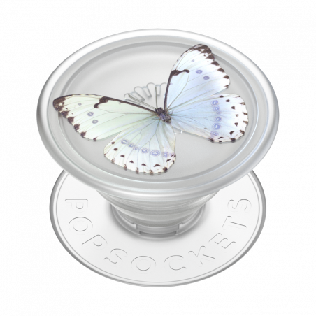 Translucent Whisper Moth